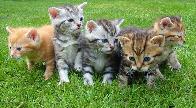 Kitten image